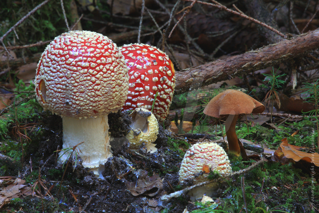 Ein Männlein steht im Walde – Oberösterreichs Pilze