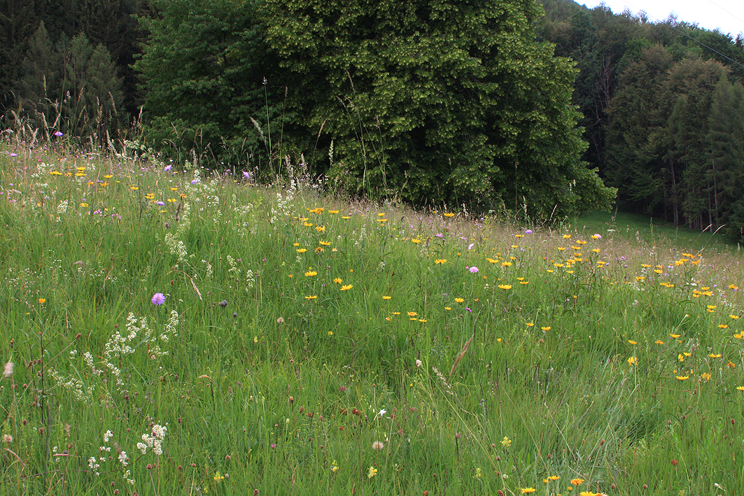 Natur im Focus: heimische Wiesen