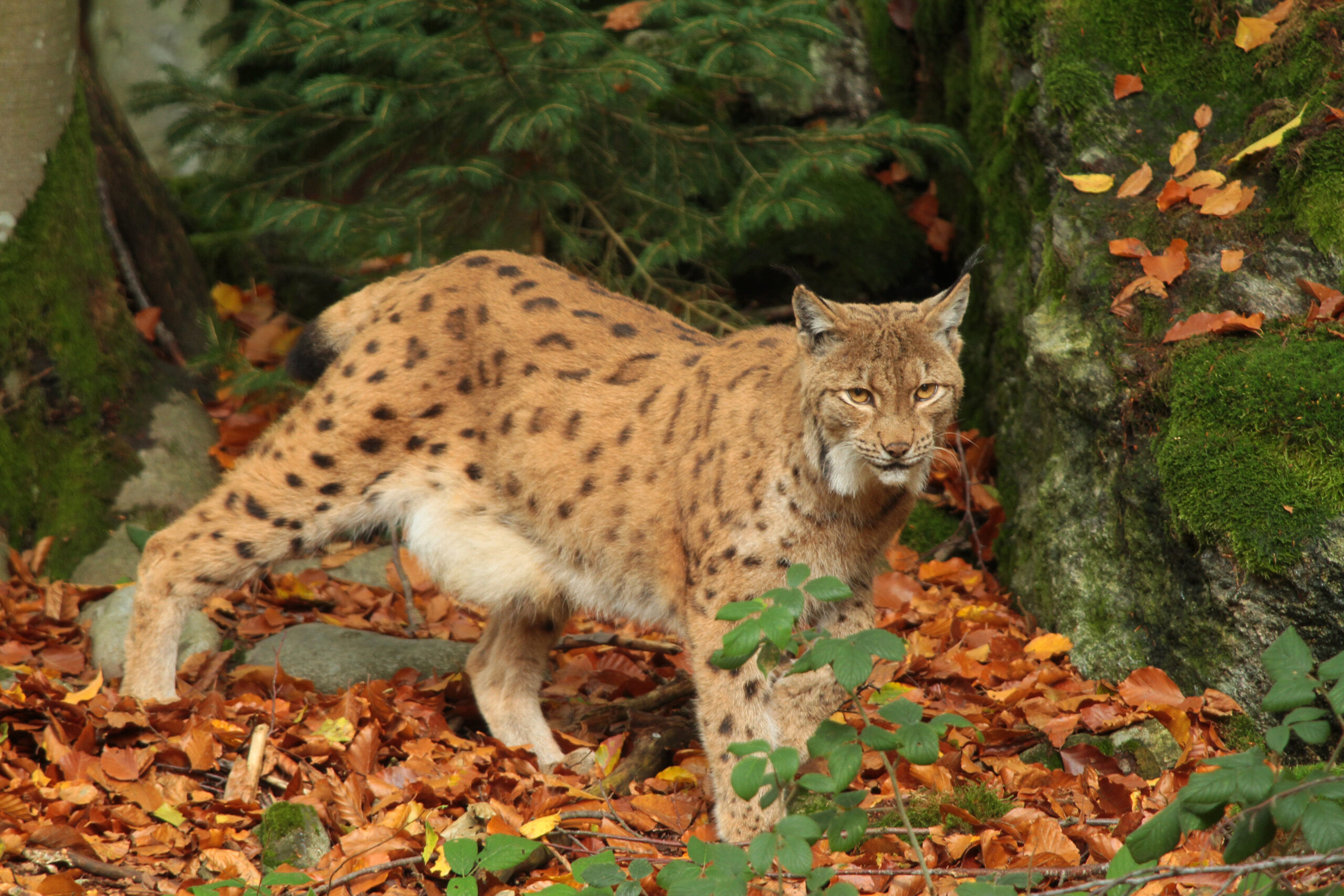 Natur im Focus: Luchs