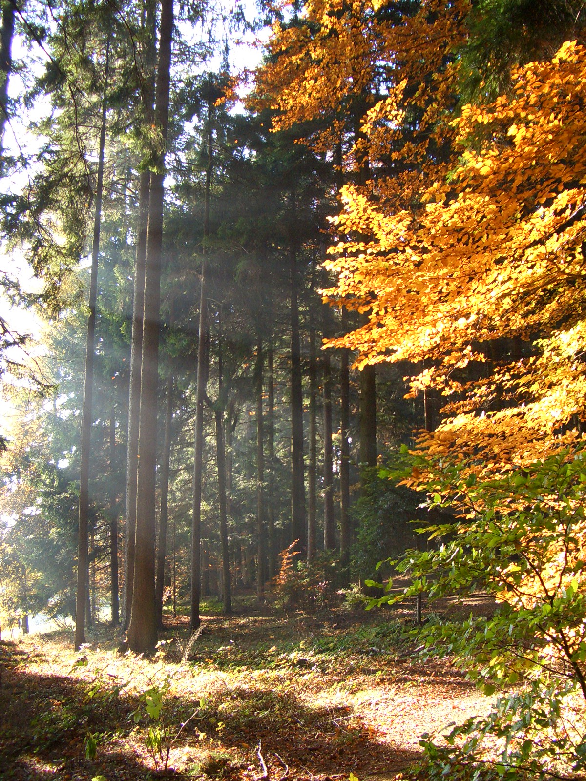 Naturbestattung – Alternative Formen der Bestattung in Österreich