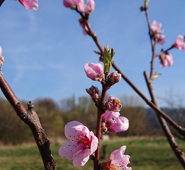 Erzählungen aus dem Mühlviertel – Frühling 2026