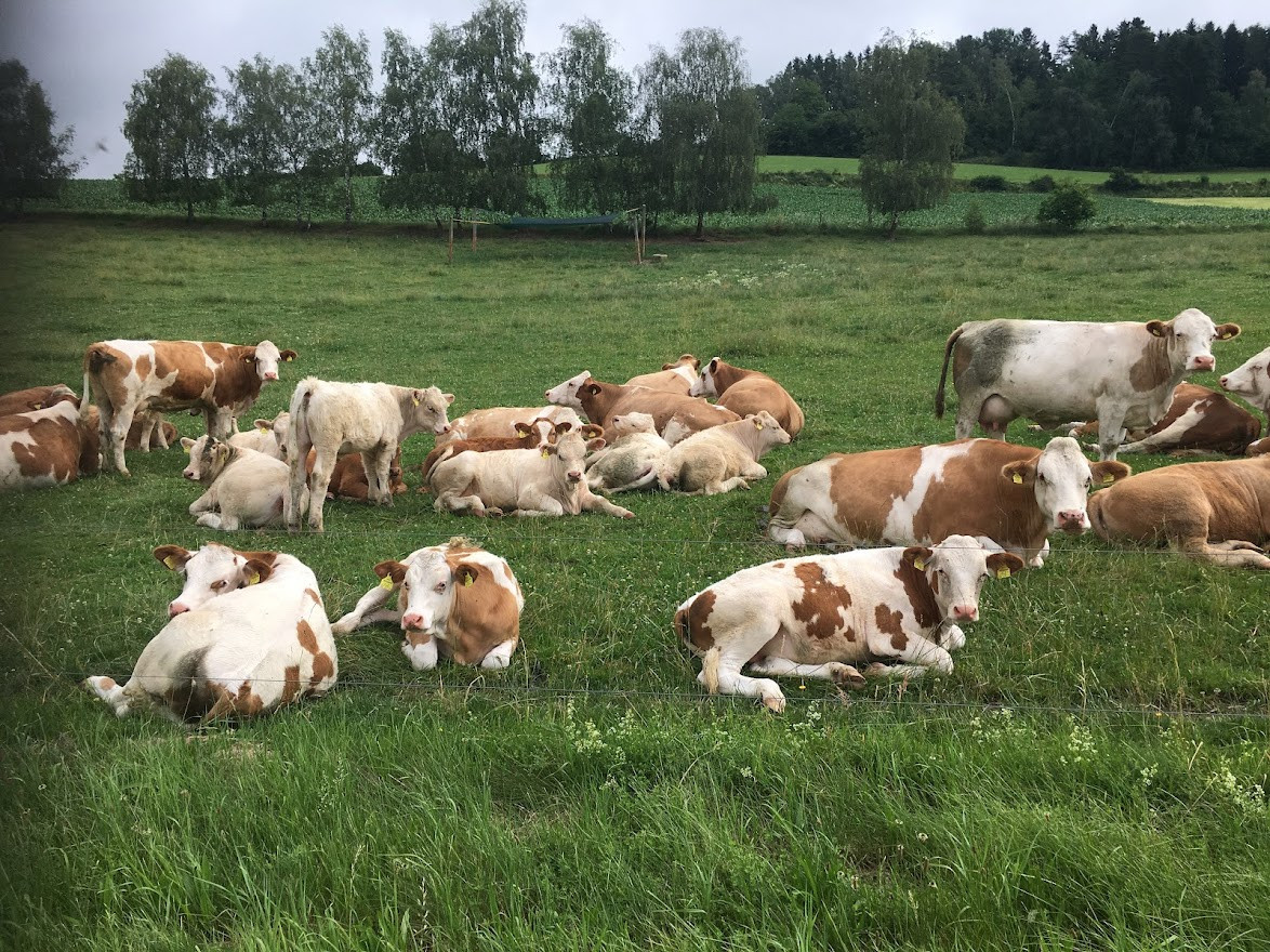 Erzählungen aus dem Mühlviertel im Herbst