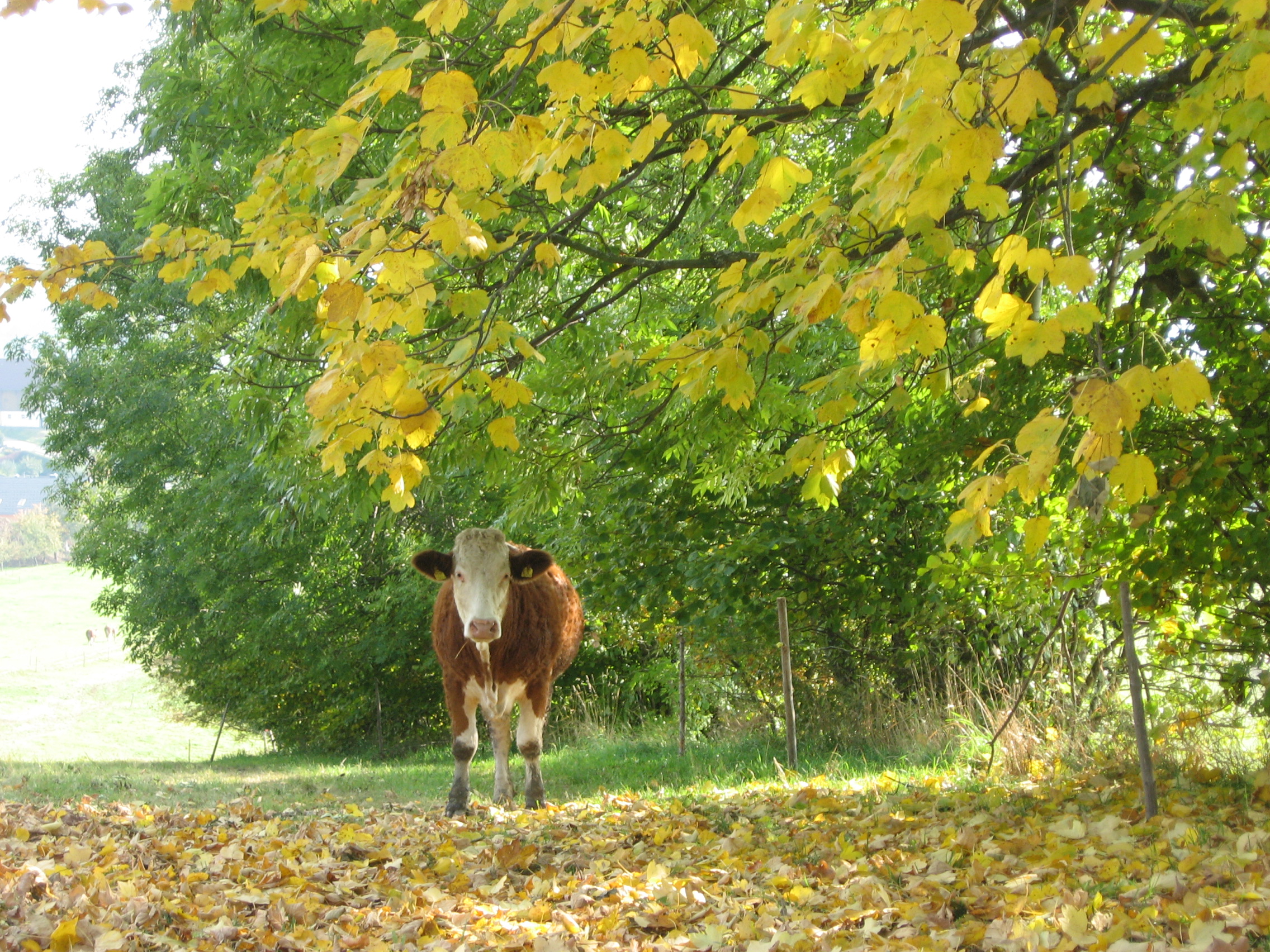 Erzählungen aus dem Mühlviertel: Herbst