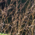 Erzaehlungen-aus-dem-Muehlviertel_dsc01815-578×400-1