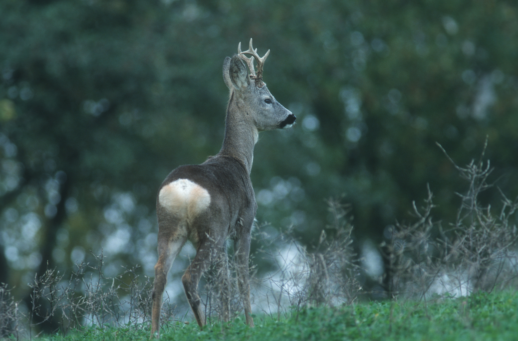 Natur im Focus: naturbeobachtung.at