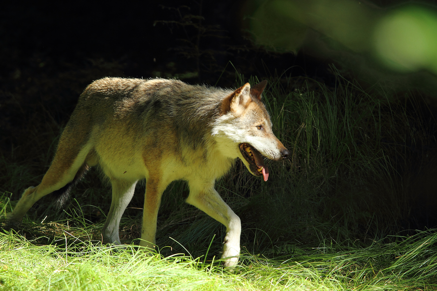 Graue Wanderer – Wolfsmonitoring OÖ