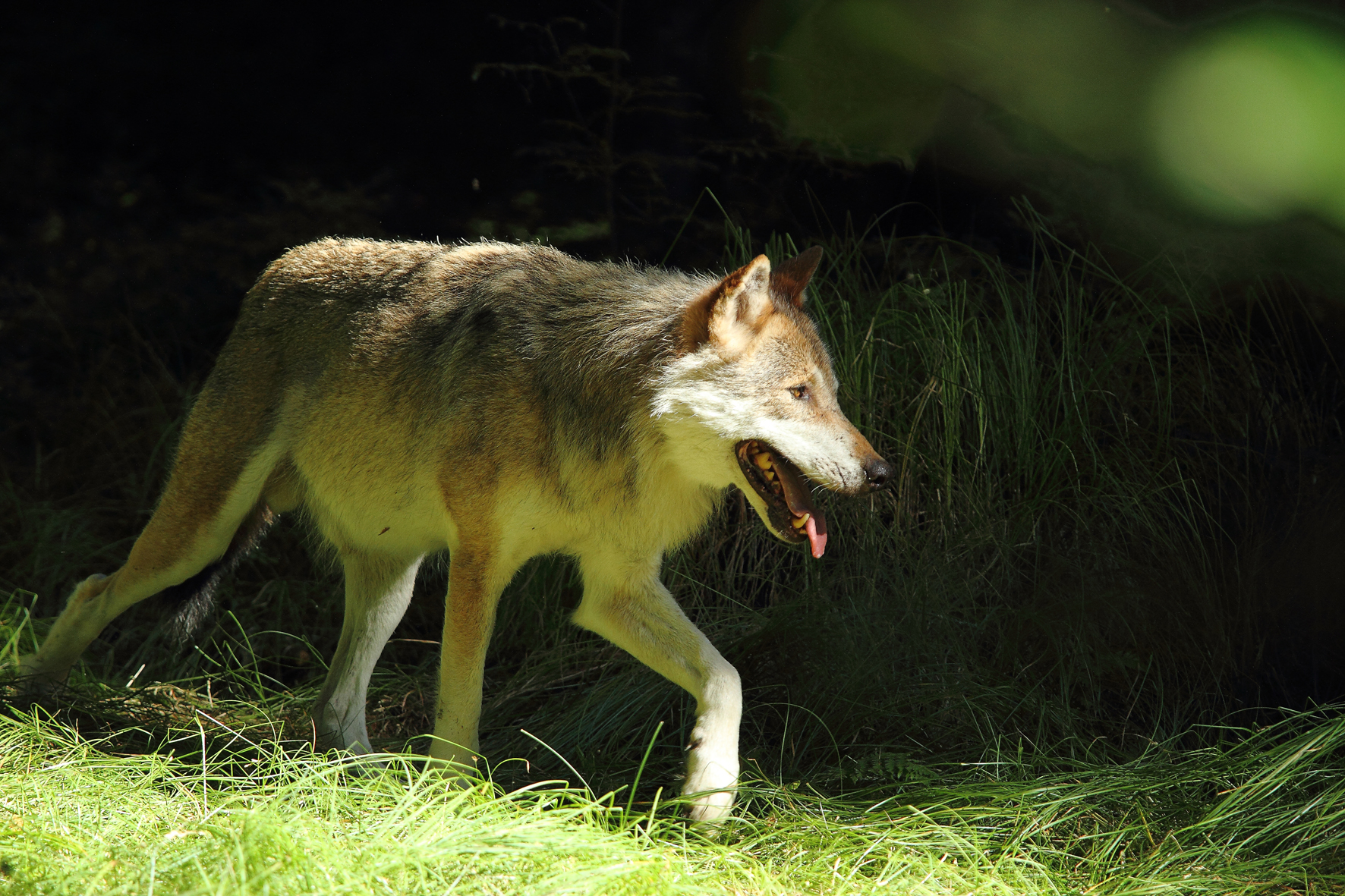 Geliebt und gehasst, der Heimkehrer Wolf Teil 1