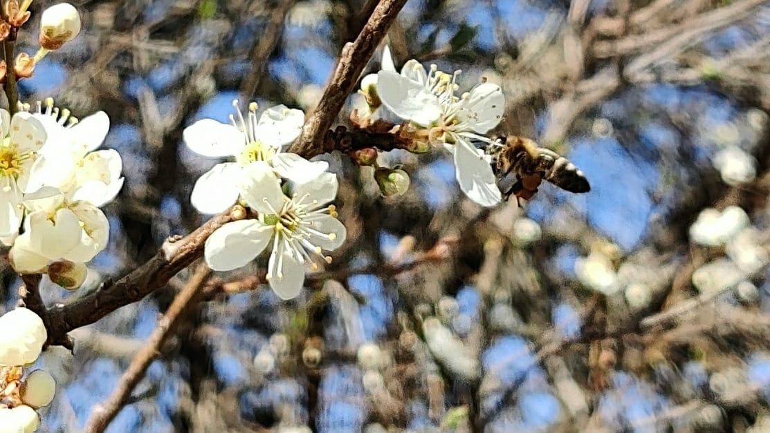 Die Biene – das Symbol für Artenvielfalt