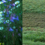 Wiesen so oder so Copyright Josef Limberger