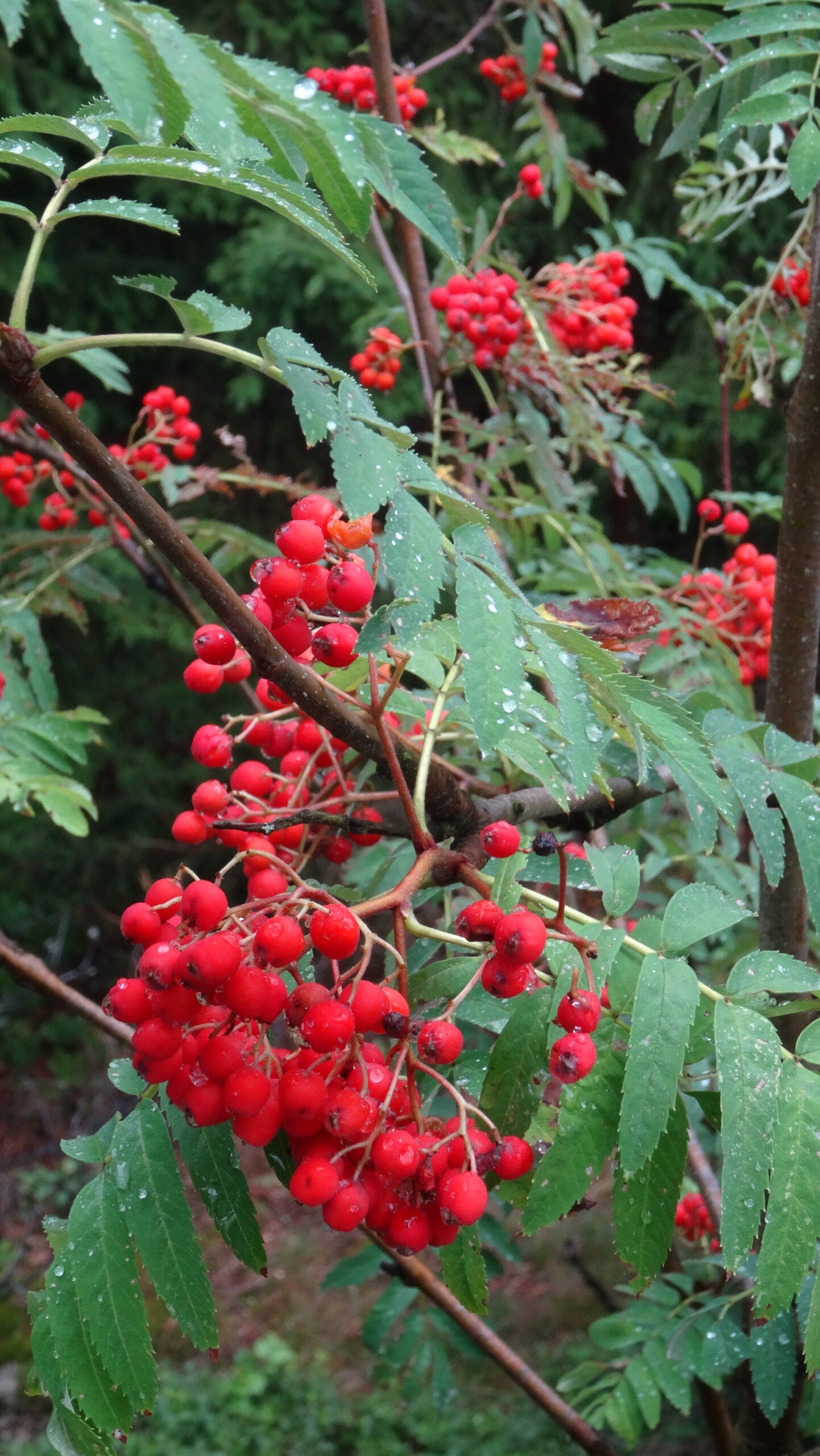 Die Kräuterhexe-90_Eberesche