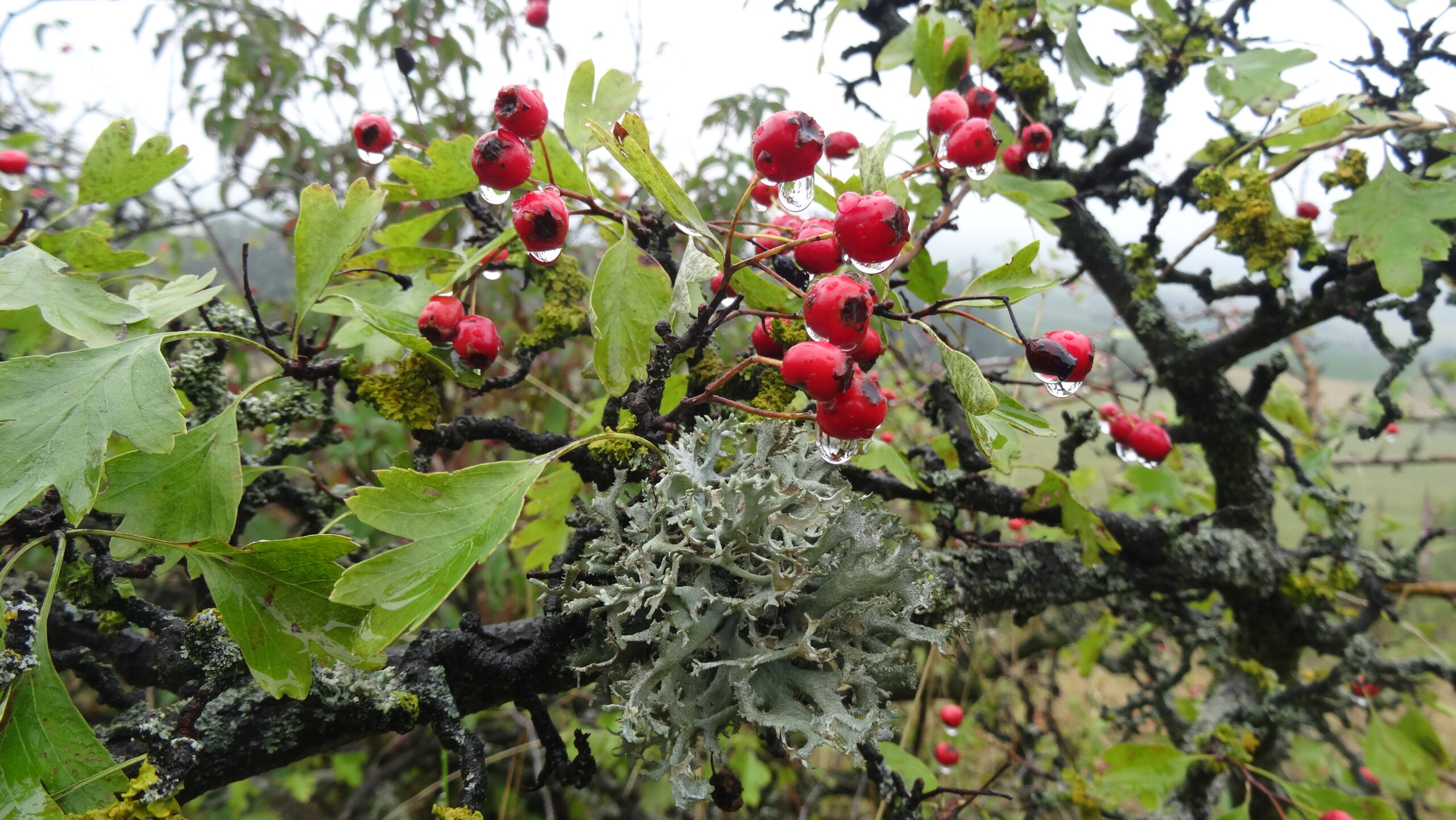 Die Kräuterhexe-89_Weißdorn