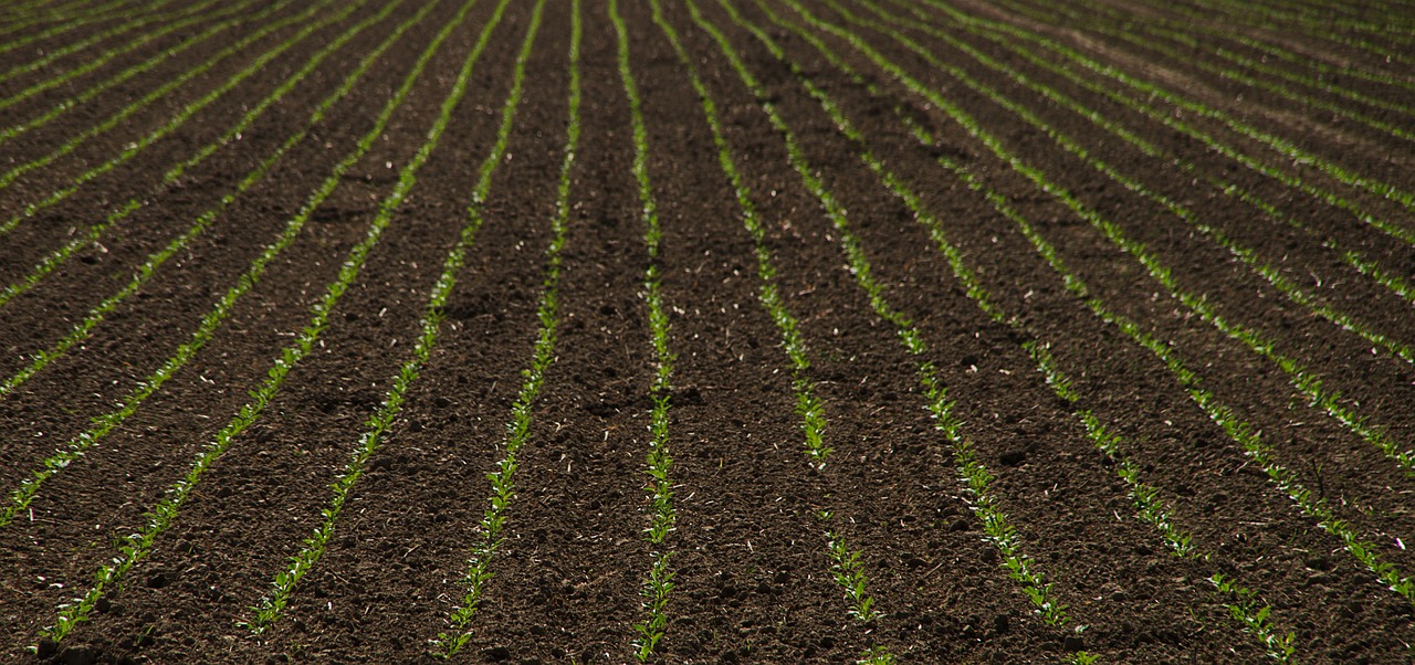 Gefahren durch Patente in der Landwirtschaft