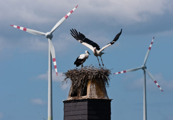 Windkraft – zwischen Potenzial und Naturschutz